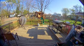 Kid Gets Knocked Down By Great Dane