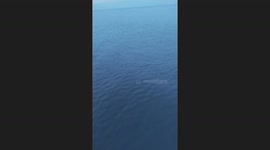 Rare Giant Oceanic Manta Ray Spotted by Fisherman