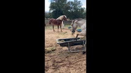 Horse Takes a Dramatic Fall