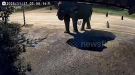 Hungry wild elephant raids house for midnight snack of noodles and rice