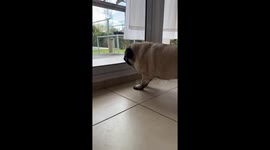 Angry pug barks at gardener and accidentally passes gas in Buenos Aires, Argentina