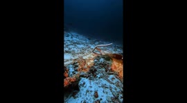 Diver captures moment venomous sea krait swallows giant moray eel whole
