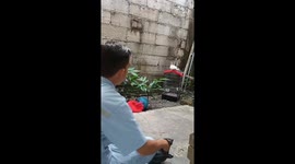 Man trains tame dove to land on his hand when called