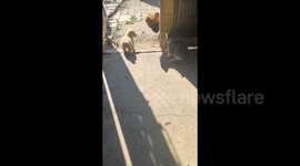 Mother dog scolds kitten for hitting one of her puppies
