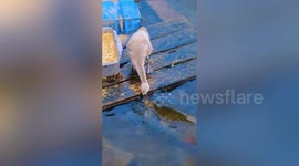 Baby goose appears to ‘feed’ hungry fish by dropping food into a lake