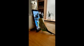 Parrot Scrolling Through TikTok 