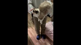 The Floppiest Ragdoll Cat 