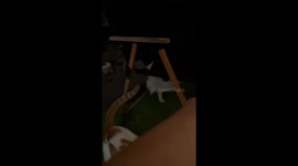 The Kitty Slap Session 