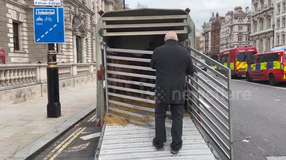 Budget 2025: Farmers bring out a cow in Westminster during a protest against inheritance tax