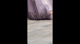 Under the Cover: A Secret Kitten Surprise