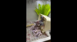 Mom's Zen vs. Baby's Chaos