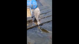 The Duck Loves Feeding Fish