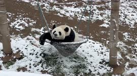China: Giant pandas frolic in snowy wonderland at central China zoo