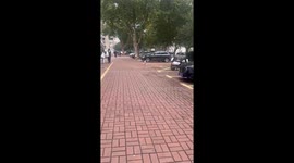 Shiba Inu's Happy Dance