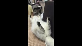 The Cat’s Unique Sleeping Position