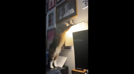 Chaotic cat fakes injury after knocking over desk lamp in viral 16K-view clip