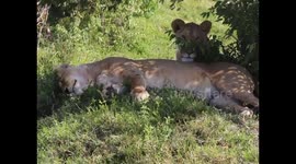 Kenya's Majestic Lions: Witness a Lioness's Homecoming in Maasai Mara