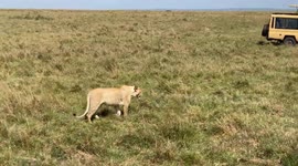 Maasai Mara Majesty: Witness a Lioness's Solitary Safari Under the African Sun