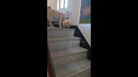 Adult dog gently teaches puppy to go down the stairs in Jiangsu, China
