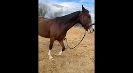 Dog playfully leads horse by the reins in Russia