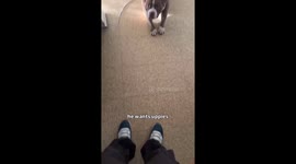 Heart-melting moment dog raises paws to be held like a baby goes viral