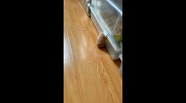 Hamster struggles to escape from broken container, Sichuan, China