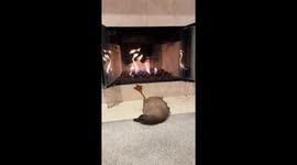 Duck relaxing by the fire in Camarillo, California, USA