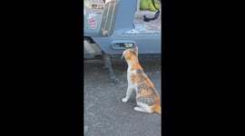 Curious cat fascinated by its reflection on a motorcycle in Guangdong, China