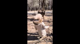 Girl knocked down by axis deer while feeding it in Anhui, China