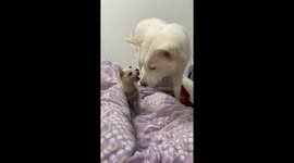 Dog play mishap as big dog lies on a smaller one in Sichuan, China