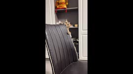 Cat chewing on leather chair edge in Jiangsu, China