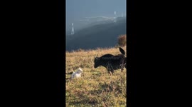 Playful dog backflips after cattle bunt in Sichuan, China