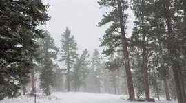 Continuous snowfall blankets Lee Canyon in Nevada, USA
