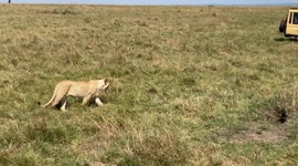 Golden Hour Stroll: Lioness Returns to Her Lair in Maasai Mara
