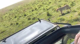 Exhausted But Determined: A Lioness's Homecoming in the Heart of Maasai Mara