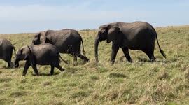 Untamed Beauty: Elephants Gracefully Head to Water Source in Maasai Mara