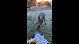 Baby Moose Is Over Halloween Decorations