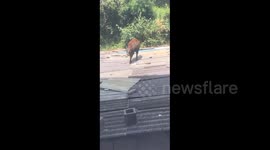 China: Calf Climbs Onto Roof — Then Crashes Through It