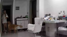 China: Please, My Princess” — Cat Jumps Onto Chair and Spins Gracefully Before Owner Sits