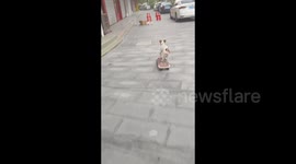China: Back to School Already?” — Skateboarding Dog Knocks Over Chairs for Fun