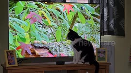 kane the kitty cat trying to secure his catch