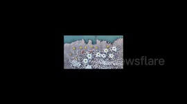 China: Geese Turn Feeding Into Flower Art