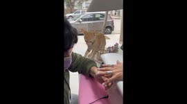 Cat Picks A Fight With Manicurist