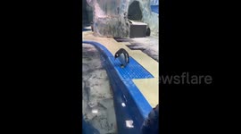 China: Mr. Penguin Who Forgot to Turn Off Turbo Mode