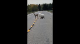 Dog and Deer Take a Morning Stroll Together