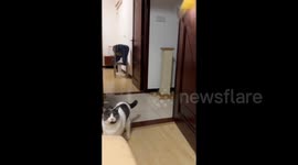 China: Black Cat Ambushes White Cat to Steal the Ball — Hilarious Moment