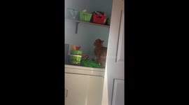 Cat Knocks Stuff Off Shelf While Sneaking Treats