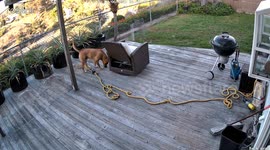 Dog jumping like a bunny to chase the bunny that lives under the deck