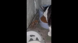 The Toad That Fought Back! 