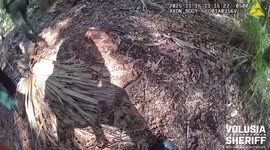 US: Running From Police, Suspect Hides Two Days In Florida Swamp